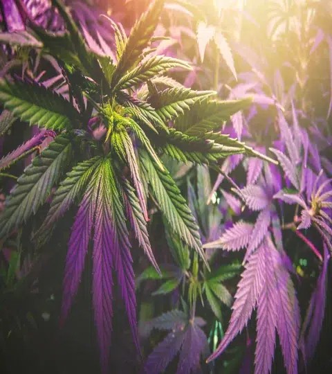 Lila Cannabis Pflanzen der Purple Haze Marke Green King